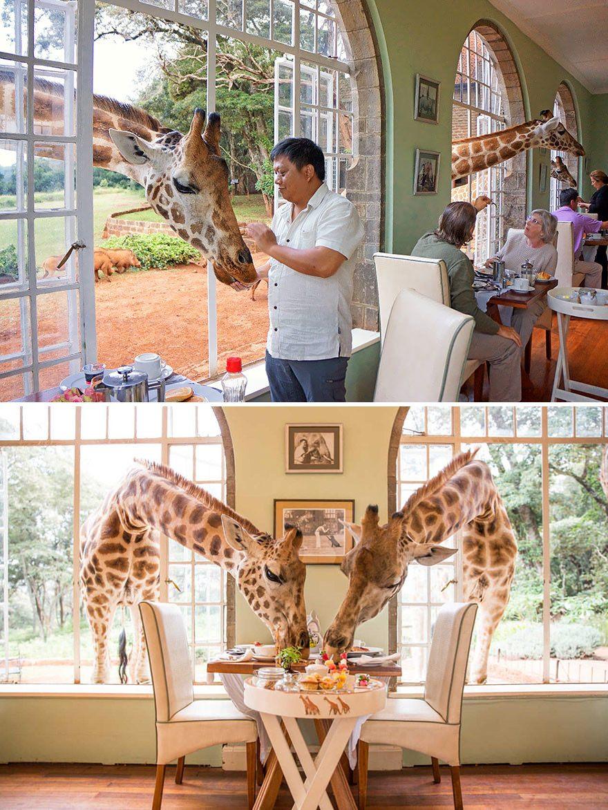 <p>Kenya, Langata'da bulunan Giraffe Manor'da kahvaltınızı zürafalarla paylaşabilirsiniz.</p>

<p> </p>

