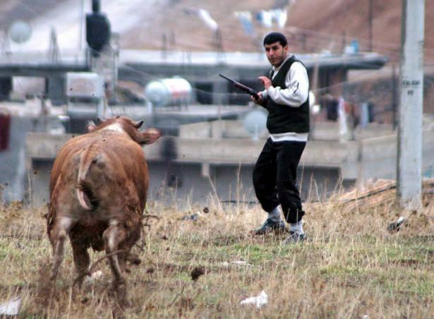 <p>Şanlıurfa'da sahibinin elinden kaçan boğa belediye görevlilerinin yoğun çabası ile yakalanmıştı.</p>