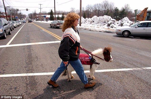 <p>Görme engelli insanlar, koruyucu köpek yerine küçük atları da koruyucu olarak tercih edebilirler.</p>

