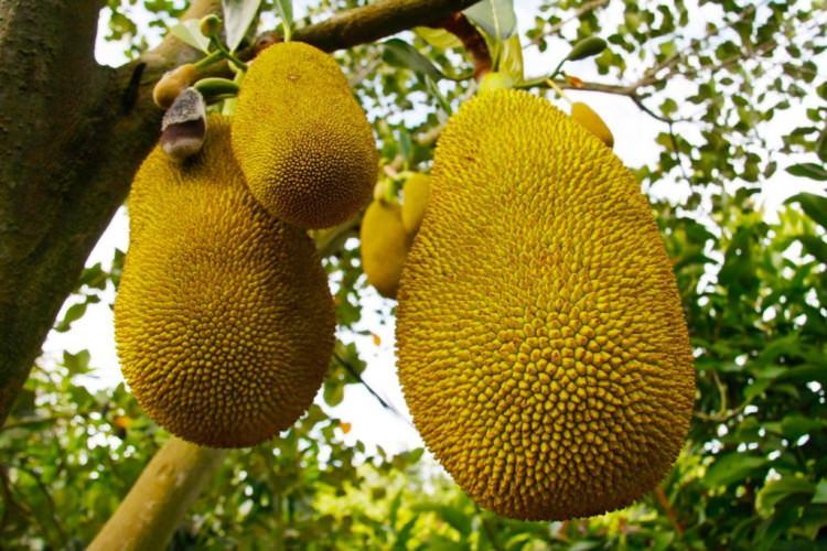<p>Dünyanın en büyük ağaçta yetişen meyvesi <strong>Jackfruit'un</strong> anavatanı <strong>doğu Hindistan'dır.</strong> </p>
