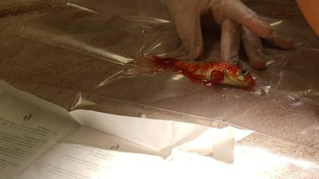 <p>İngiltere'de beyninde tümör olduğu anlaşılan Japon Balığı, 30 dakikalık operasyonla ameliyat edildi.</p>
