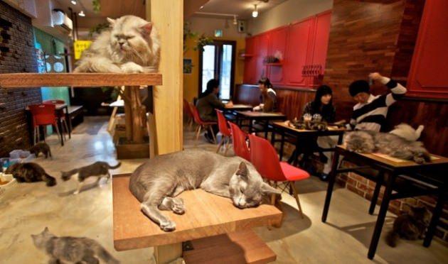 <p>Onlarca kedilerin bulunduğu kedi kafeler</p>