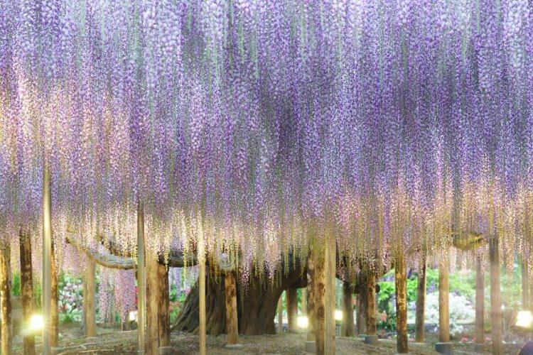 <p>Japonya, dünyaca ünlü en iyi kiraz çiçekleriyle değil, aynı zamanda kaçırılmaması gereken büyüleyici bir görüntü sunan Büyük Wisteria Festivaliyle de dikkat çekiyor. </p>
