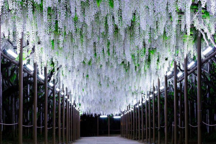 <p>Tokyo tren istasyonundan sadece 2 saat uzaklıktaki Japonya'nın Tochigi eyaletindeki<strong> Ashikaga Çiçek Parkı,</strong> festivale ev sahipliği yapıyor.</p>
