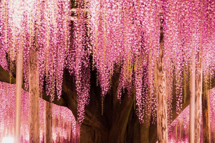 <p>Her yıl parkı göz kamaştırıcı renklerle doldurulan <strong>350'den fazla wisteria (mor salkımlı) ağaçlarına </strong>sahip.</p>
