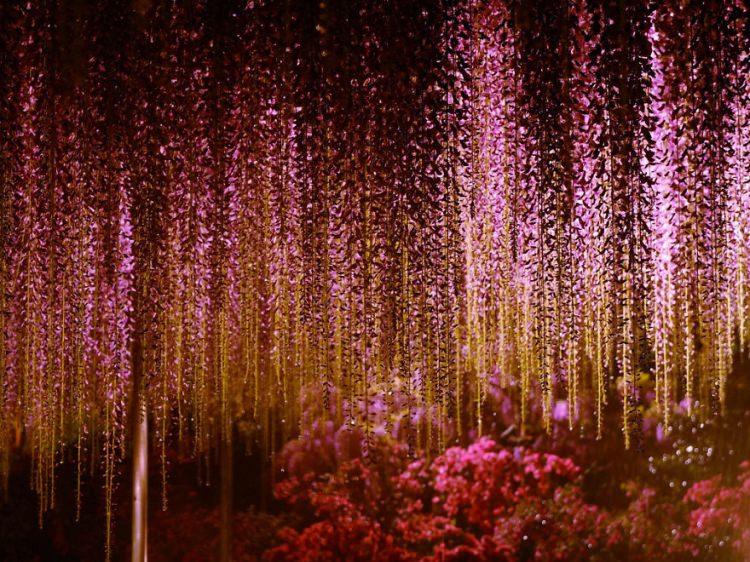 <p>Büyük <strong>Wisteria Festivali 15 Nisan'da </strong>başlayacak.</p>