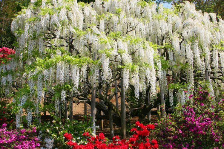 <p><strong>İşte tatil planlarına eklemeniz gereken muhteşem Wisteria festivali fotoğrafları...</strong></p>