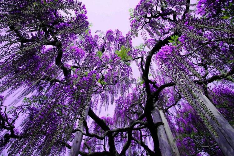 <p>Ashikaga ağaçlarının bazıları 150'den yaşından fazla. </p>