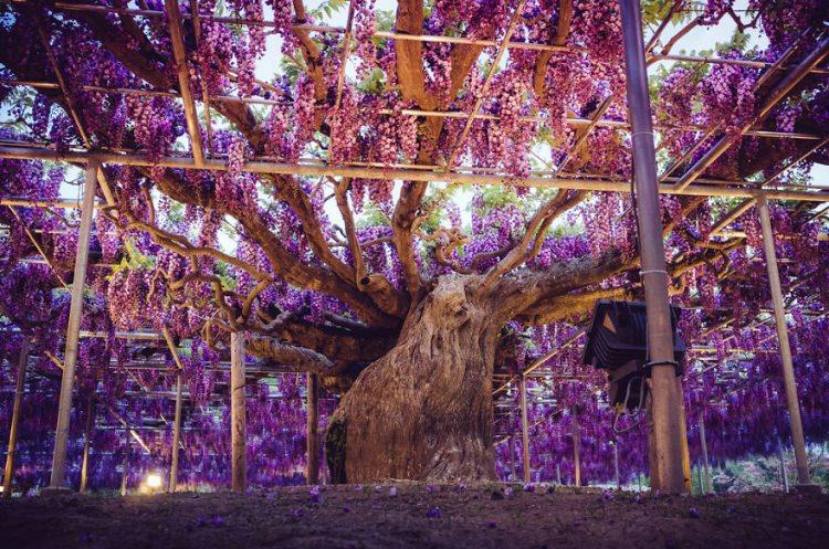 <p>Festivale ev sahipliği yapan bu tünel ziyaretçilerine birbirinden inanılmaz görüntüler sunuyor.</p>