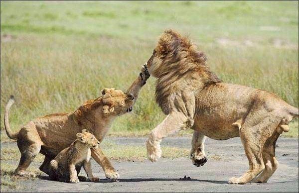 <p>Tanzanya'daki Serengeti Ulusal Parkı'nda yaşandı.</p>
<p> </p>