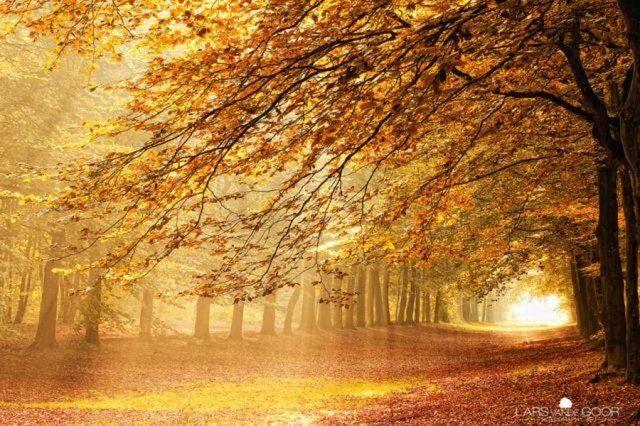 <p>Hollanda, Woodlands</p>

<p> </p>
