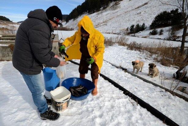 <p>Doğu Anadolu Bölgesi'nde etkili olan soğuk hava, balık üreticilerini de olumsuz etkiledi. Alabalık üretimi, Sarıkamış ilçe merkezine 10 kilometre uzaklıktaki Keklik deresi mevkisinde bulunan üretim tesislerinde, olumsuz hava şartlarına rağmen devam ediyor. </p>
