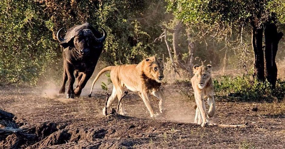 <p>Avlanırken büyük ve genç bir buffalo sürüsünün ortasına düşen iki aslan, peşinde sürünün akıncı kuvvetleri, bu defa bölgeyi bir an önce terk etmek için tüm gücünü harcadı.</p>
