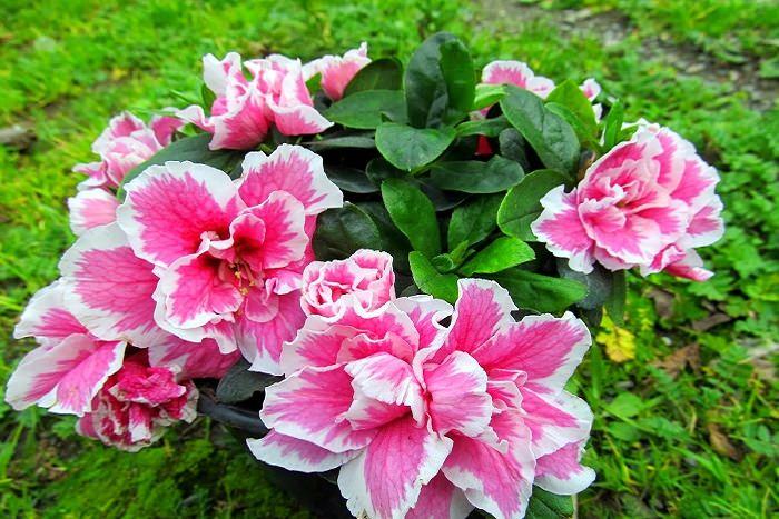 <p><strong>Açelya</strong></p>

<p>Açelya çiçeği amonyak emer.</p>
