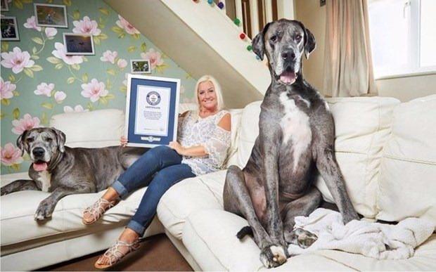 <p>Dünyanın en uzun köpeği Freddy sahibi Clare Stonman ile.</p>
