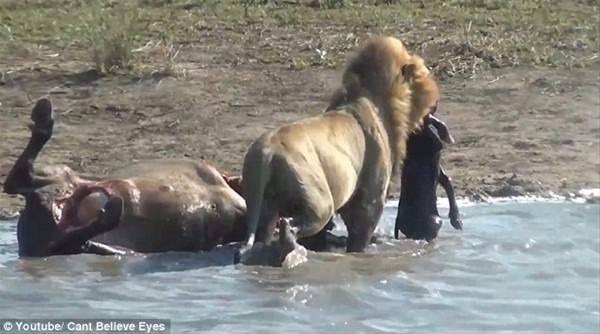 <p>Vahşi aslanın yavruyu annesinin karnından çıkararak yemek üzere çalılıkların yanına götürmesi, saniye saniye kameralara yansıdı.</p>
