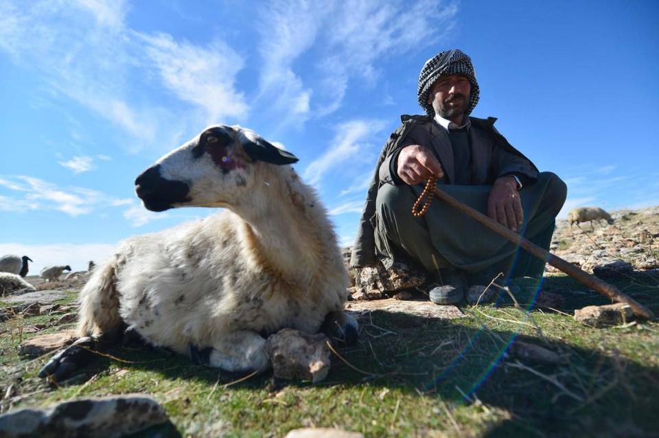 <p>Bizim 10 çocuğumuz oldu. Sadece bir tanesini okutabildik ve o da çok şükür doktor çıktı. Bizden geçti, çocuklarımdan da geçti ama torunlarımın bunu yaşamasını istemiyorum. O yüzden elimden gelse hemen bugün hayvanları satardım."</p>
