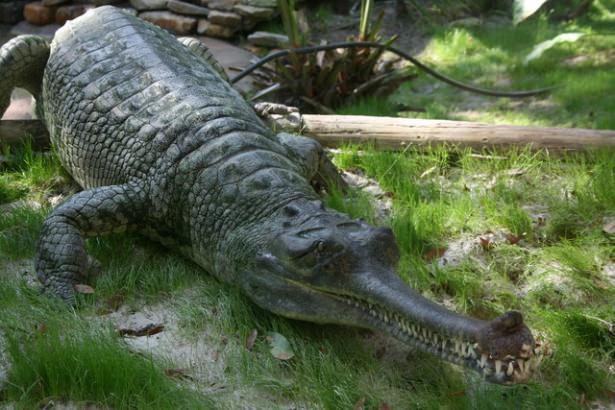 <p>7 metre uzunluğundaki bu görkemli hayvanın sadece balıkla besleniyor olması biraz hayal kırıklığı yaratıyor. Aşırı avlanma sonucunda  çocuklarımızın tanıyamayacağı hayvanlar listesinin başında yer alıyorlar.</p>

<p> </p>
