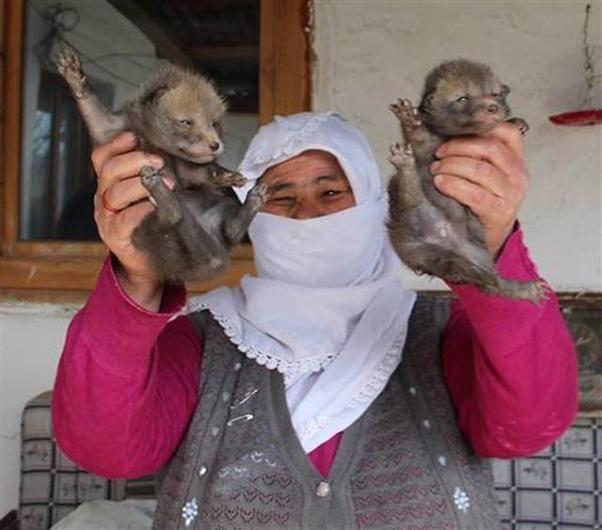 <p>Kayınbiraderinin evine gittiğinde anne tilki ile yavrularlarla karşılaştığında şoke olduğunu belirten Şehrinaz Ay, "Ev, kaynıma ait. Kendisi şehir dışında. Evde kimse yok. Biz ilgileniyoruz. İki gün önce evden sesler gelmeye başladı. Sabah eve gittiğimde tavandaki döşemenin kırıldığını gördüm. Hırsız girdi sandım. Sonra içeride bir tilkiyle ve yavrularını gördüm. Hemen 110’u aradım. Görevliler geldi. Onlarda Milli Parklar görevlilerine haber verdiler. Sağ olsunlar tilkileri aldı götürdüler. Ev sahibini telefonla aradım. Evde sürpriz misafirleri olduğunu bildirdim" dedi. </p>
