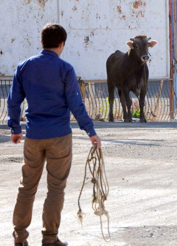 <p><strong>SİVAS</strong></p>
<p>Yaklaşık 45 dakika boyunca sahiplerini peşinden koşturan kızgın tosun, Sivas Belediyesi Makine İkmal Tesisleri içerisine girdi. </p>