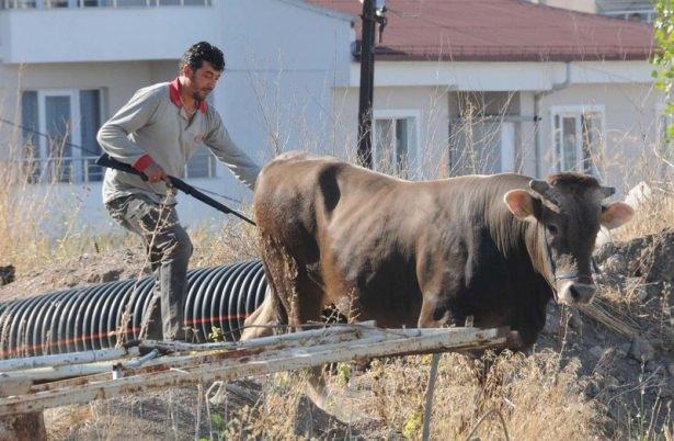 <p><strong>SİVAS</strong></p>
