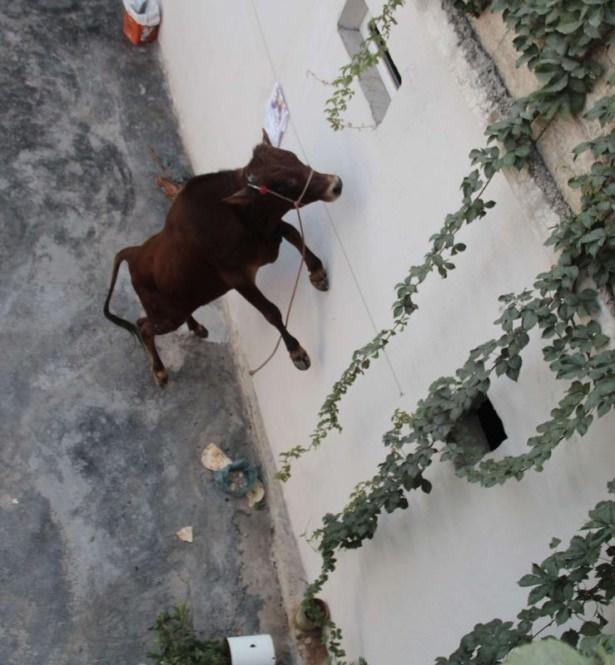 <p><strong>ŞANLIURFA</strong></p>
<p>Evin avlusuna giren boğayı gören ev halkı, binanın üst katına çıkarak korunmaya çalıştı. </p>
