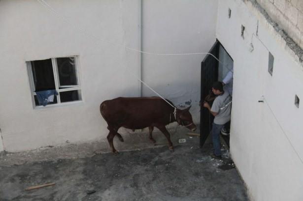 <p><strong>ŞANLIURFA</strong></p>

<p>Belediyenin oluşturduğu "Boğa Timi"nden yardım istedi. </p>
