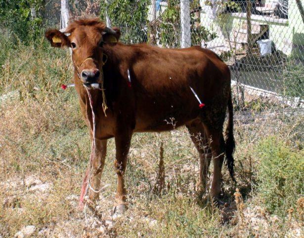 <p><strong>AKSARAY</strong></p>
<p>Boğayı yakalamakta zorluk çeken kurban sahipleri, polis ve zabıta ekiplerinden yardım istedi.</p>