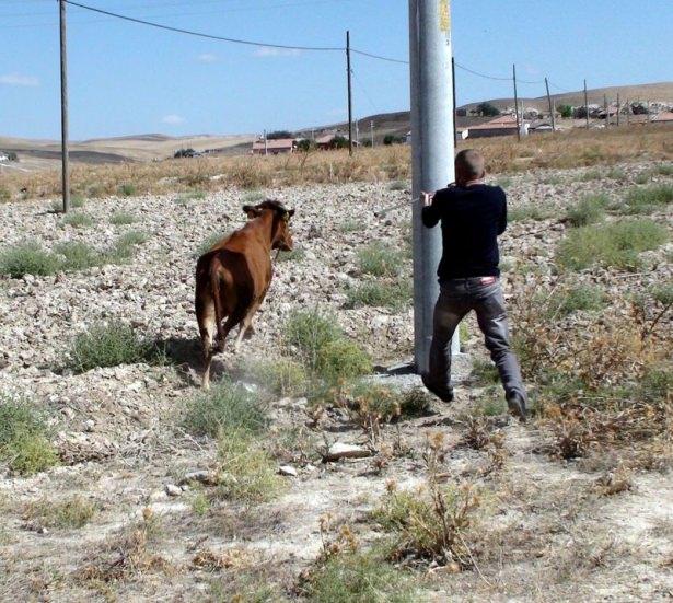 <p><strong>AKSARAY</strong></p>
<p>Aksaray'da ipini kopararak kaçan boğa, uyuşturucu iğne sayesinde yakalandı. </p>
