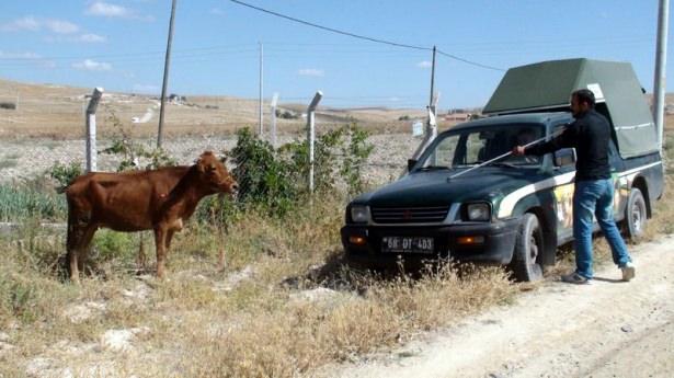 <p><strong>AKSARAY</strong></p>
<p>Yunus Emre Mahallesi'nde evin bahçesine bağlanan kurbanlık boğa, ipini kopararak kaçt</p>