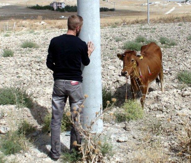 <p><strong>AKSARAY</strong></p>
<p>Yeni Mahalle'de bir bahçede bulunan boğa, uyuşturucu iğneyle sakinleştirilmesinin ardından</p>