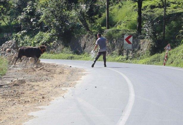 <p><strong>RİZE</strong></p>
<p>Rize'de ürkerek sahibinin elinden kaçan büyükbaş hayvan, bir kişiyi yaraladıktan sonra 3 saatlik kovalamanın ardından uyuşturucu iğne ile vurularak yakalandı.</p>