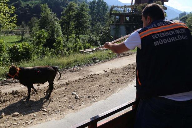 <p>Öte yandan Yiğitler Köyü'nde İlyas Nuroğlu'na ait kurbanlık büyükbaş hayvan da sahibin elinden kurtularak Salarha Deresi'ne atladı.</p>
<p> </p>