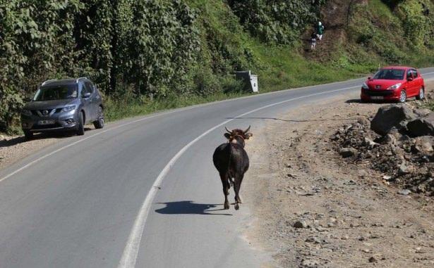 <p>Bölgede bulunan belediye ekipleri dere kenarındaki boğayı iğne ile sakinleştirdi.</p>
<p> </p>