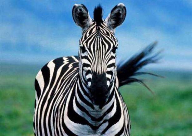 <p>Hayvanların bilinmeyen muhteşem özellikleri ''Zebra çizgisi''nin gizemi çözüldü Zebraların neden siyah beyaz kamuflaja sahip olduğu uzun zamandır tartışılıyordu. Bazı biliminsanları, aslanlara yem olmamak, bazı biliminsanları da sineklerden kurtulmak için Zebraların böyle bir posta sahip olduğunu düşünüyordu.</p>