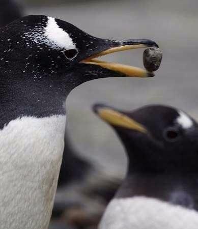 <p>Gentoo penguenleri eşlerine bir çakıl taşı vererek evlenme teklif ederler. Gentoo penguenleri aynı zamanda en hızlı yüzen canlılar arasındadır. Su altında saatte 35 km hıza ulaşabilirler.</p>

