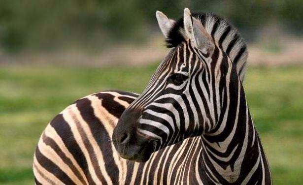 <p><span style="color:#ffffff">Bazı araştırmacılar, zebraların siyah beyaz çizgilerinin aslan ve diğer saldırganlardan kurtulmak için bir kamuflaj olduğunu savundu</span></p>