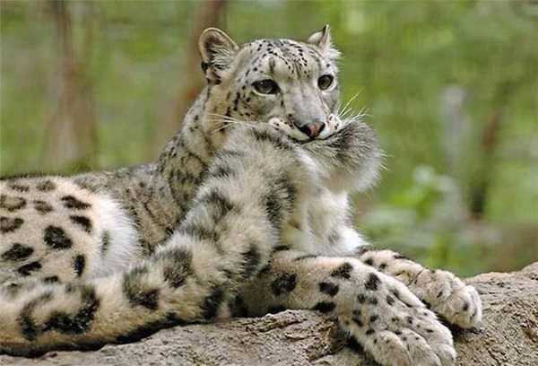<p>Kar leoparları nerede olurlarsa olsunlar kendilerini sıcak tutmak için kuyruklarını tüylü bir battaniye gibi kullanırlar.</p>
