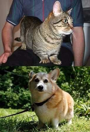 <p>Welsh Corgi cinsi köpeklere benzeyen bir kedi türü de var: Munchkin kedisi.8. Deniz atları tek eşli canlılardır ve yüzerken birbirlerini kaybetmemek için kuyruklarını birbirlerine sararlar.</p>
