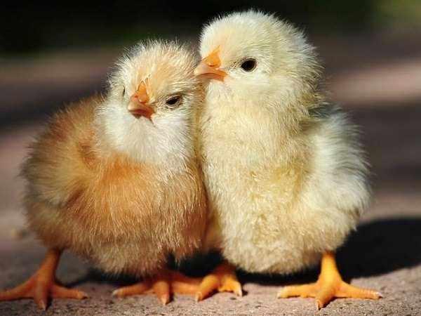 <p>Civcivler yumurtalarının içinden birbirleriyle konuşabilirler. Civcivler yumurtalarından çıkmadan önce de birbirleriyle ve anneleriyle çıkarttıkları 24 farklı ses ile iletişim kurabilirler.</p>
