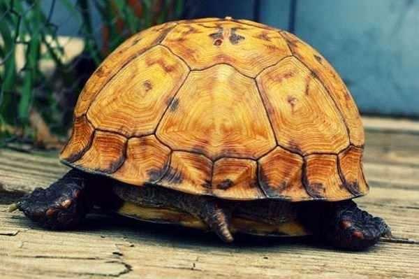 <p>Kaplumbağalar popolarından nefes alabilirler.</p>
