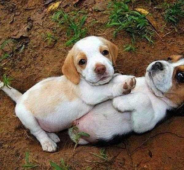 <p>Erkek yavru köpekler dövüş oyunu oynarlarken dişilerin kazanmasına izin verirler.</p>