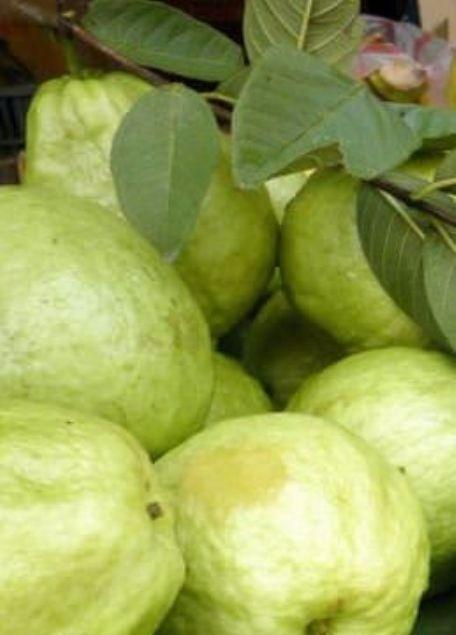 <p>Guava yaprağı başarılı bir şekilde kan şekerini kontrol etmede de kullanıldı.</p>
