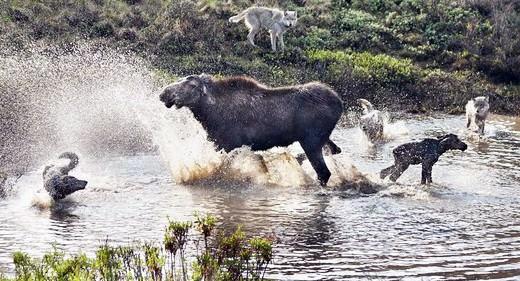 <p>Alaska'da çekilen bu fotoğraflar, kurt sürüsünün saldırısına uğrayan yavrusunu kurtarmaya çalışan anne geyiğin dramatik mücadelesini yansıtıyor.</p>