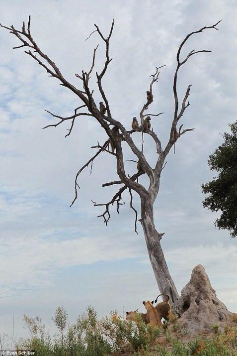 <p>Fotoğrafçı Evan Schiller ve eşi Botswana'daki gezileri esanasınsa alışılmışın dışında bir olayla karşılaştı...</p>

<p> </p>
