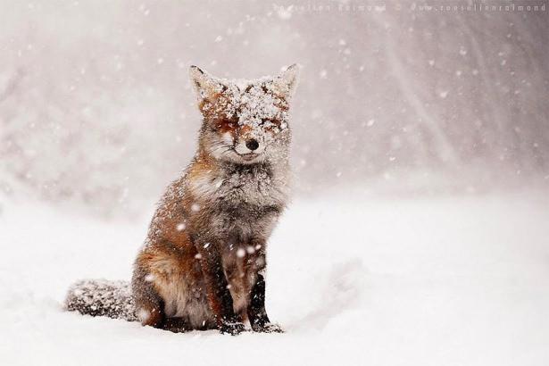 <p>Fotoğraf, Roeselien Raimond</p>
