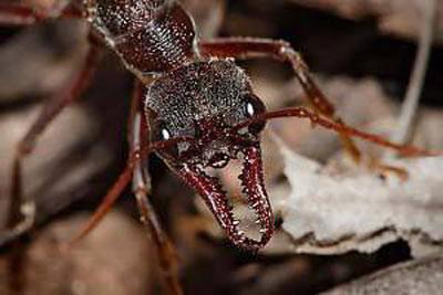 <p>* Karıncaların boyları genellikle 2 - 7 mm arası değişir. Ancak marangoz karıncalar olarak bilinen türün boyu 4-5 cm'e kadar varabilir.</p>
