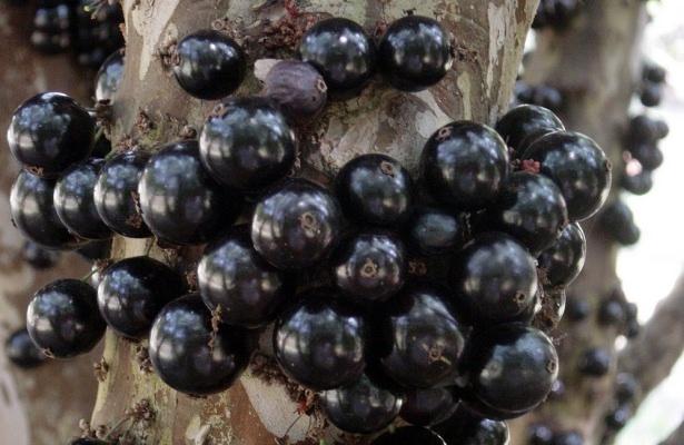 <p>9.  Jabuticaba<br />
Brazilya’nın güneyinde yetişen bu tuhaf bitki inanılmaz bir antioksidan. Üzüme benzeyen meyvelerinden likör ve şarap da yapılıyor. Ama en tuhaf özelliği meyvenin direk ağacın gövdesinde yetişmesi.</p>
