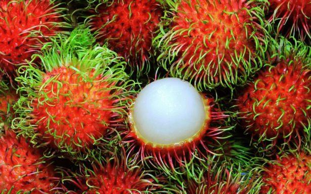 <p><strong>16. Rambutan</strong><br />
Deniz kestanesine benzer görünümüyle hayli ilginç olan meyve, Malezya ve Endonezya’ya özgüdür. Bu iki ülkede sokaklarda satılan bu meyve, ayrıca orangutanların favori meyvelerinden biridir.</p>
