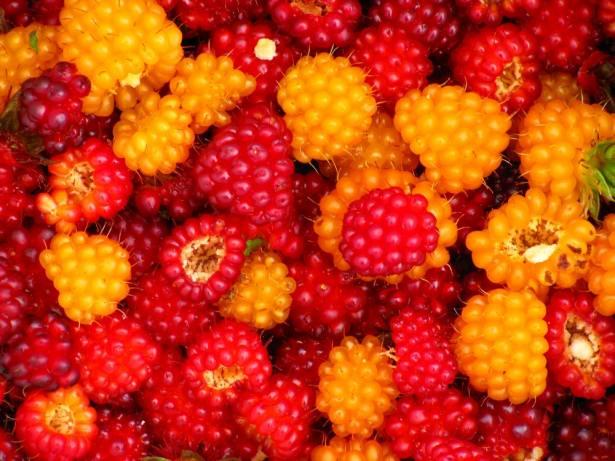 <p><strong>19. Salmonberries</strong><br />
Turuncu bir ahududu düşünün, ama ahudududan daha lezzetli ve C vitamini açısından da daha zengin. Üstelik kutup dairesine uzanan kuzey alanlarda da yetişebiliyor.</p>
